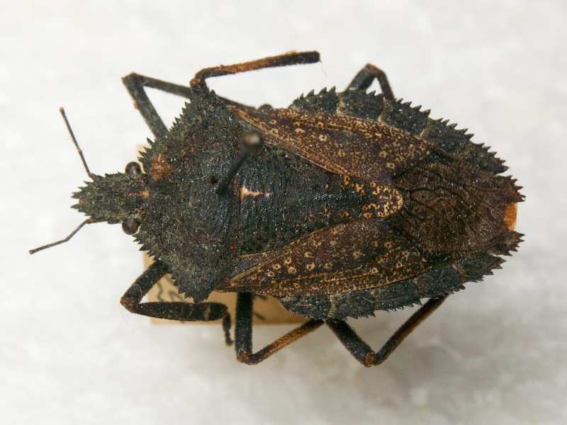 Mustha spinosula (Lefebvre, 1831)